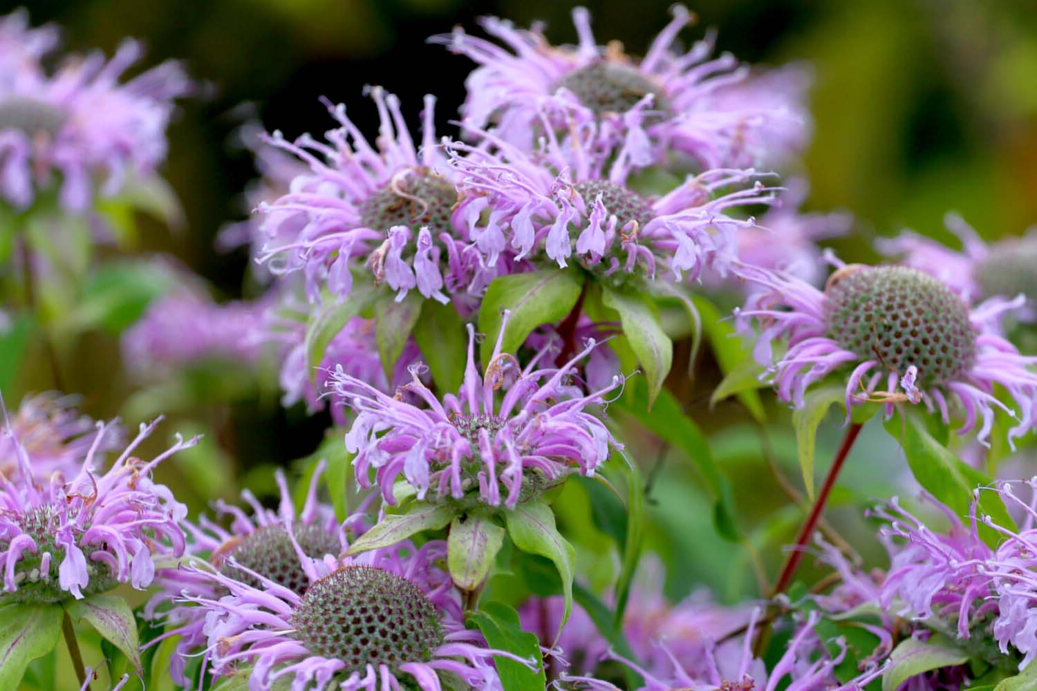 Monarda fistulosa - Wild Bergamot Native Plantings of Long Island Suffolk Hydroseeding.com 